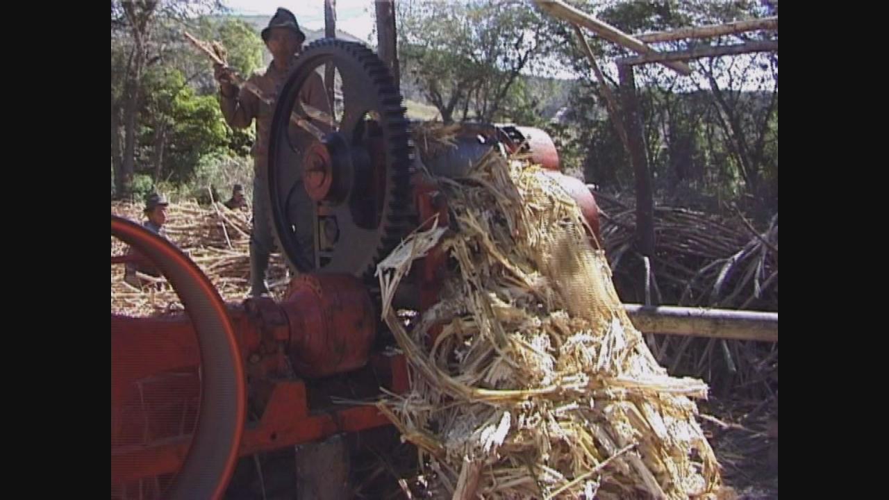 Imbabura : travail de la canne à sucre