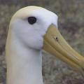 Albatros tête