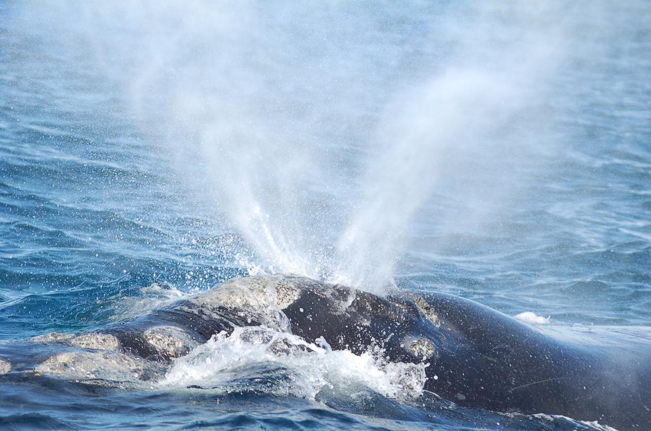 Baleine souffle - Photo de Jacques FOOS, participant au voyage.